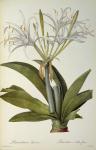 Pancratium speciosum, from `Les Liliacees', 1806 (coloured engraving)