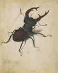 Stag beetle, 1505 (watercolour and gouache)