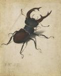 Stag beetle, 1505 (watercolour and gouache)