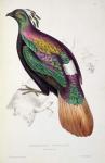 Himalayan Monal Pheasant, from 'A Century of Birds from the Himalaya Mountains', 1830-32, by John Gould (1804-41) (colour litho)