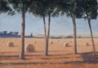Hay Bales and Pines, Pienza, 2012 (acrylic on canvas)