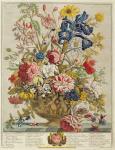 June, from 'Twelve Months of Flowers' by Robert Furber (c.1674-1756) engraved by Henry Fletcher (colour engraving)