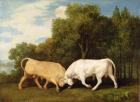 Bulls Fighting, 1786 (oil on panel)