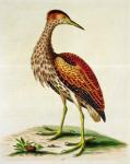 Bittern from Hudson's Bay, 1748 (hand-coloured engraving)