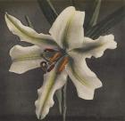 Lily, 1896 (hand-coloured collotype)