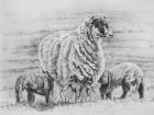 Proud ewe, 2012, (pencil drawing)