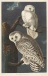 Snowy Owl, 1831 (coloured engraving)