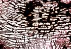 Study for NA_4 [Wave], 2002, colour photograph