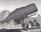 A Beached Sperm Whale (etching)