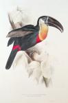Sulphur and white breasted Toucan, 19th century (colour lithograph)