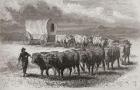 Driving oxen across the great plains of America in 1867, illustration from 'The World in the Hands', published 1878 (engraving)