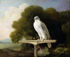 Greenland Falcon (Grey Falcon), 1780 (oil on panel)