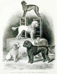 Poodles and Whippet - Group of Mr. Walton's Performing Dogs (litho) (b/w photo)