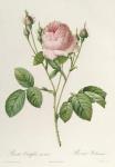 Rosa Centifolia Carnea, from'Les Roses', 19th century (coloured engraving)