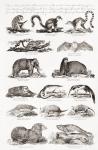 Different types of Quadrupeds (engraving)