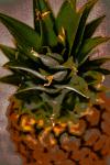 Pineapple, from the series Tropical Fruit, 2017 (photograph)