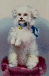 Poodle with blue ribbon (colour litho)