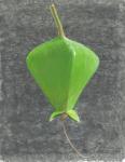 Barringtonia Acutangula (acrylic on paper)