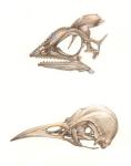 Chameleon and Bird Skull, 2005 (w/c on paper)