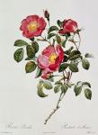 Les Roses de Thory. Rosa Pumilia (colour lithograph)