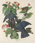 White-crowned Pigeon, 1833 (coloured engraving)