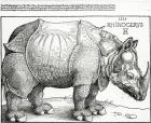 The Rhinoceros, 1515 (woodcut)