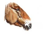 Ancient Head (Przewalski) 2012, (watercolour on paper)