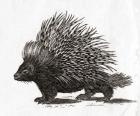 The crested porcupine (Hystrix cristata), from an 18th century print (engraving)