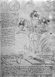 Studies of Violas (Viola odorata and Viola canina), fol. 14r from Manuscript B, c.1487-90 (pen and ink on paper)