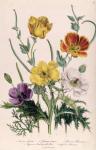 Poppies and Anemones, plate 5 from 'The Ladies' Flower Garden', published 1842 (colour litho)