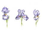Three Purple Irises, Botanical Series, 2017, (coloured pencil)