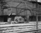 The Lions and tigers in Lincoln Park, Chicago, c.1901 (b/w photo)