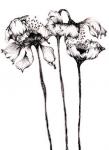 Three Poppies, Black Ink Floral Series, 2017, (pigment ink)