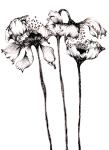 Three Poppies, Black Ink Floral Series, 2017, (pigment ink)