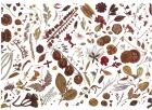 Herbarium Specimen Painting sheet 4, 2006-09 (w/c on paper)