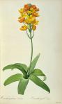 Ornithogalum Aureum, from `Les Liliacees'