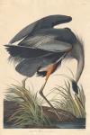 Great blue Heron, 1834 (coloured engraving)