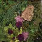 Flit - Satyr Butterfly On Thistle