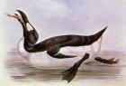 The Great Auk, illustration from 'The Birds of Europe' by J. Gould, 1832-37 (hand-coloured litho)