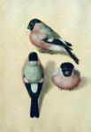 Three studies of a bullfinch (w/c & gouache on paper)