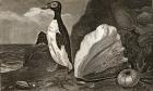 The Penguin with the conch and other shells and sponges (engraving)