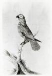 A Parrot, 1786 (w/c on paper) (b/w photo)