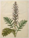 Acanthus mollis from the album Gottorfer Codex, c.1650 (gouache on parchment)