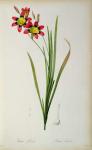 Ixia Tricolor, from `Les Liliacees', 1805 (coloured engraving)