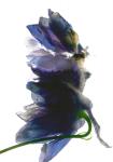 Delphinium Dance, 2009, (digital photogram, digital original print)