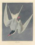 Great Tern, 1836 (coloured engraving)