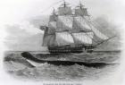 The Great Sea-Serpent when First Seen from H.M.S. Daedalus (engraving)