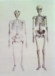 Skeletons of Australopithecus Boisei and Homo Sapiens (pencil on paper)