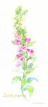 Digitalis Purpurea, 2001, (watercolor on watercolor paper)