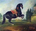 A black horse performing the Courbette (oil on canvas) (for detail see 264709)